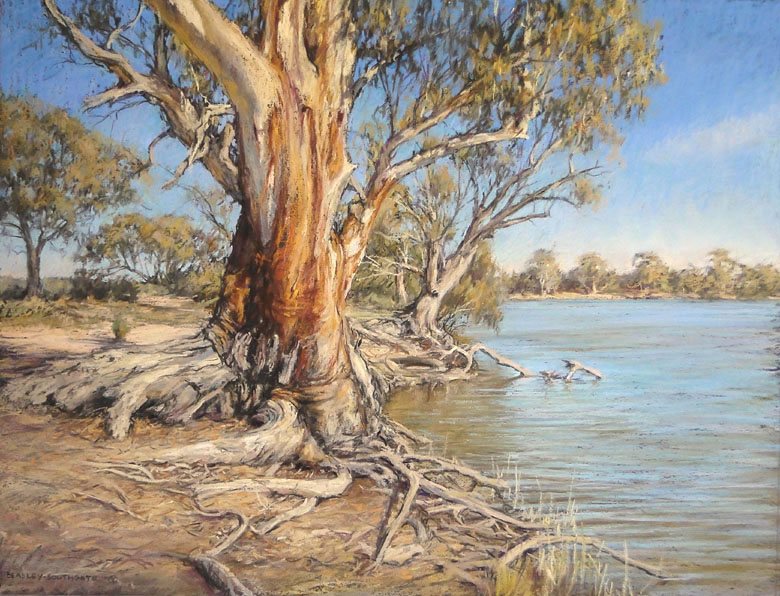 Murray River Redgum Pastel